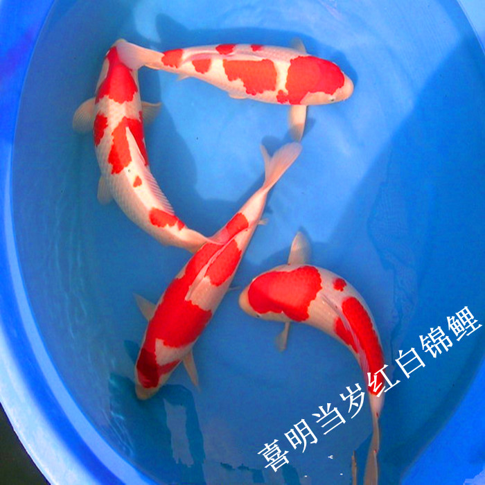 福建福州高档日本锦鲤批发 
