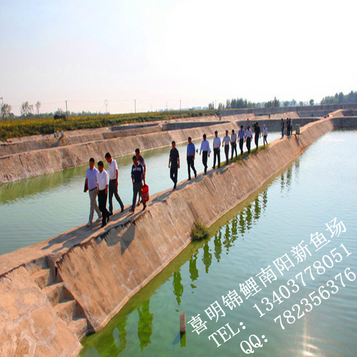 辽宁吉林锦鲤养殖基地 