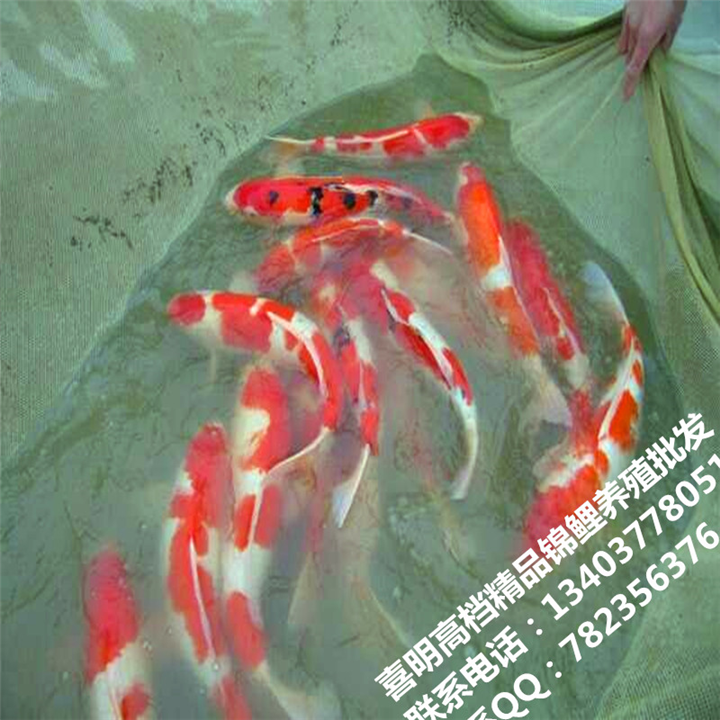 锦鲤鱼苗养殖场 锦鲤鱼苗批发供应 
