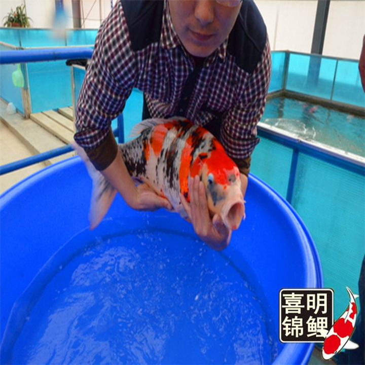 日本红白锦鲤、昭和锦鲤、三色丹顶锦鲤 