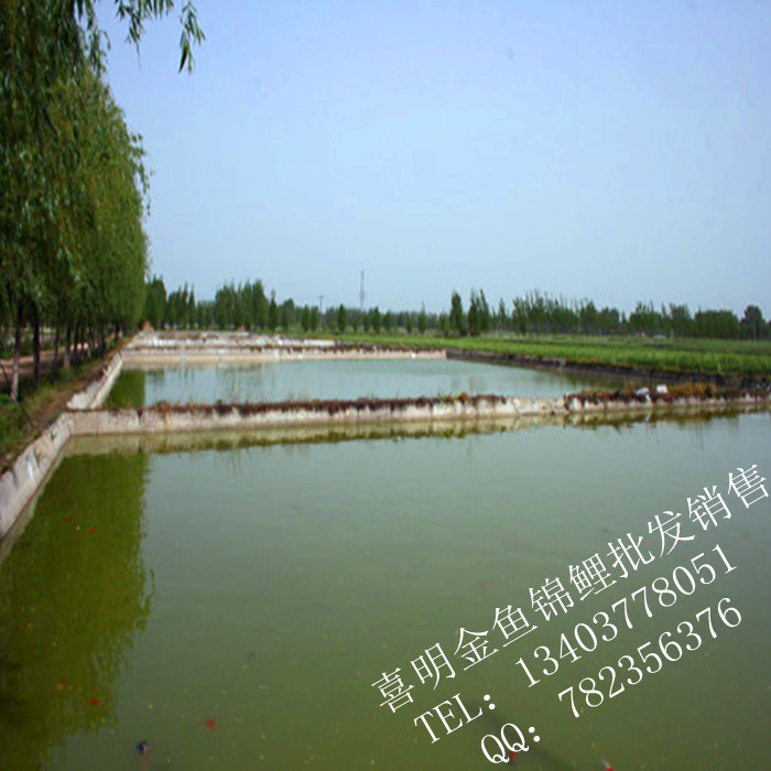 黑龙江锦鲤市场 