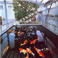 青海锦鲤/青海观赏鱼锦鲤放养 