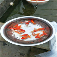 优质兰寿金鱼批发供应 