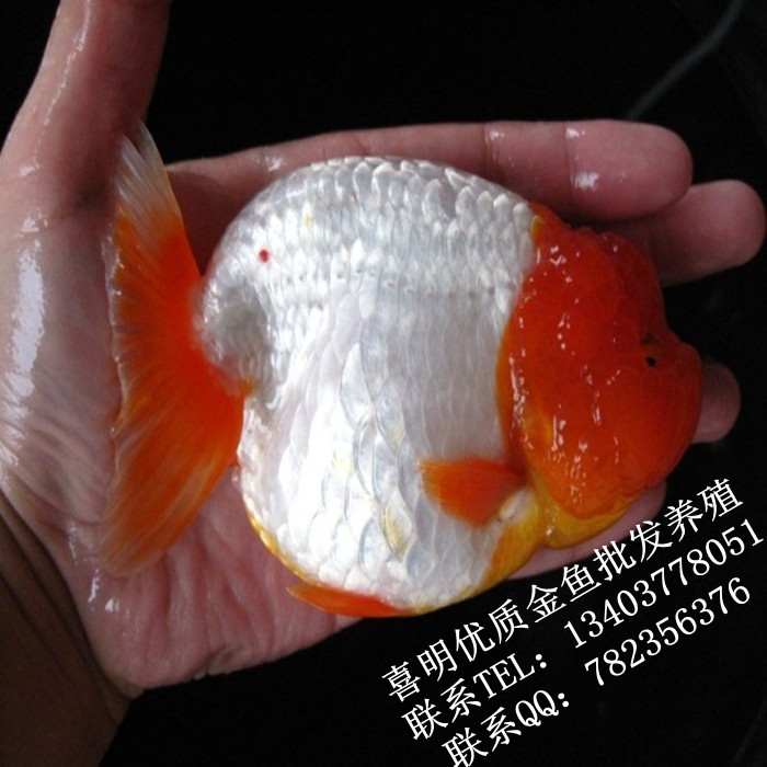 精品金鱼/河南兰寿金鱼/珍珠金鱼/狮子头金鱼 