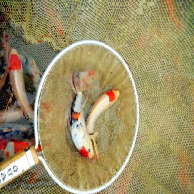 纯种精品丹顶三色锦鲤苗 