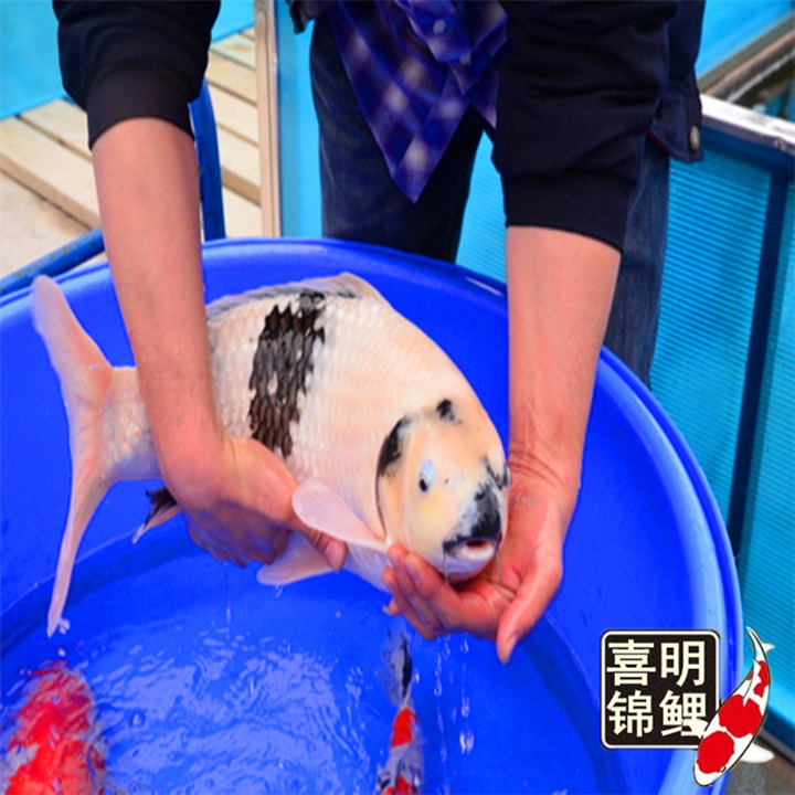 水墨白写锦鲤批发 
