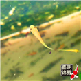 锦鲤水花苗，如何孵化挑选水花苗？ 