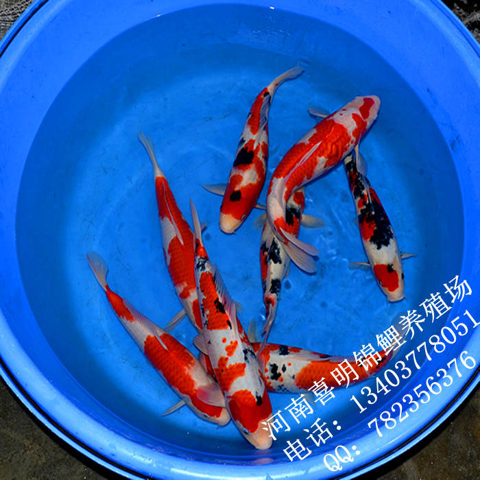 锦鲤多少部 红白锦鲤40-45部 