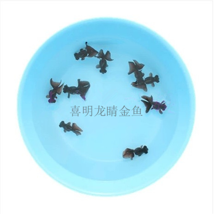 黑龙睛蝶尾金鱼鱼苗 蝶尾金鱼批发 