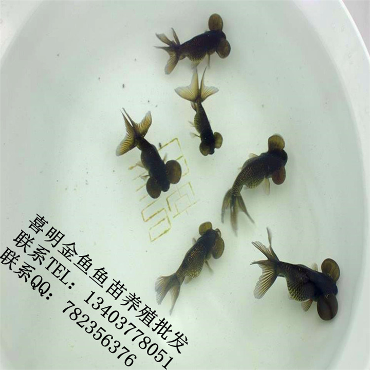 水泡金鱼鱼苗 