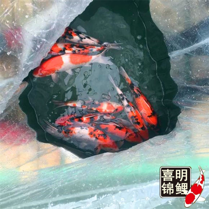 广场钓金鱼锦鲤 钓鱼玩具 
