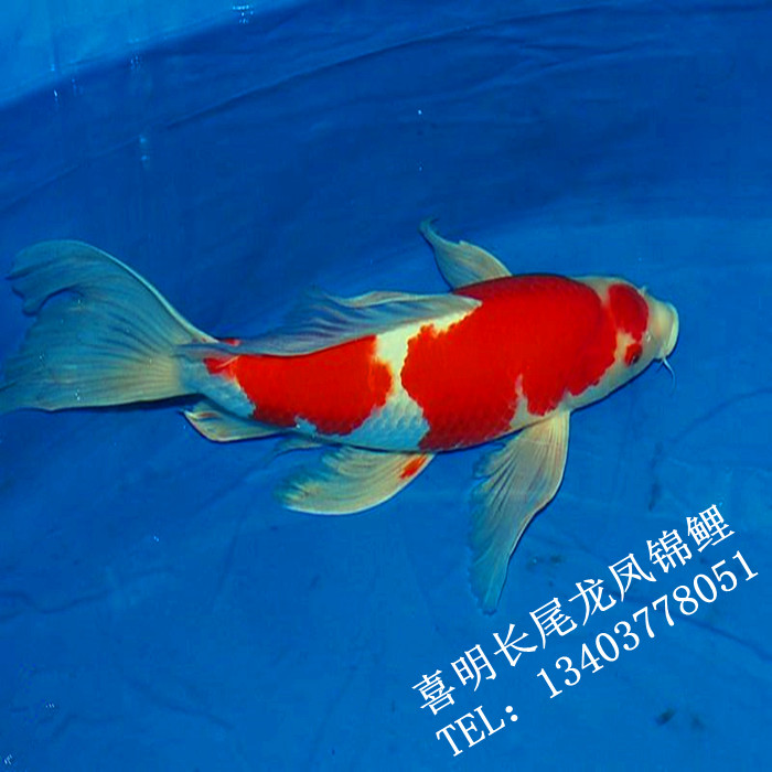 龙凤锦鲤鱼|河南龙凤锦鲤|龙凤锦鲤价格 
