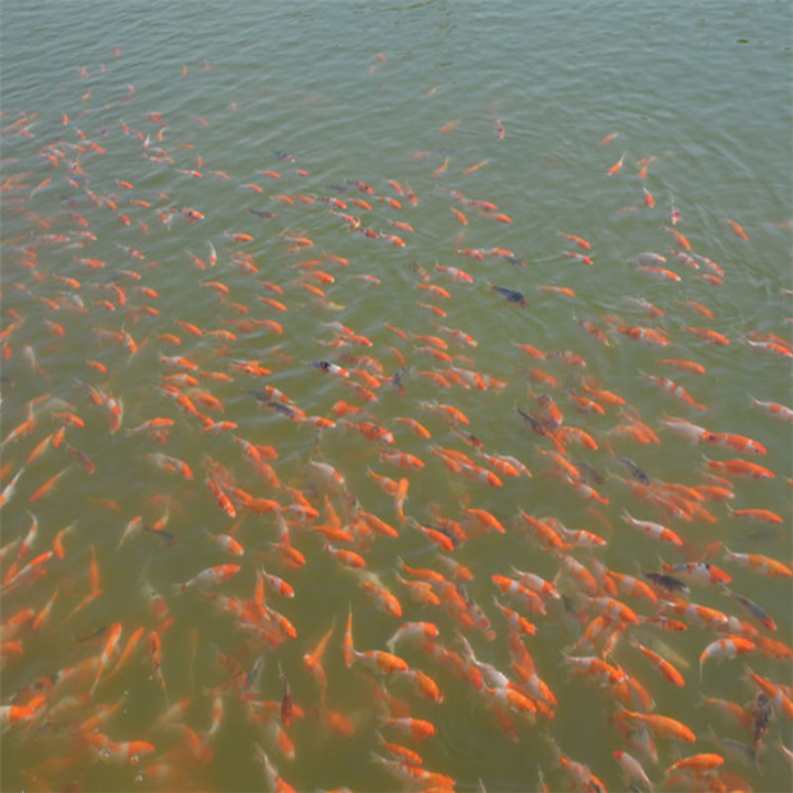 河南锦鲤鱼苗|河南锦鲤鱼苗养殖|河南锦鲤批发 