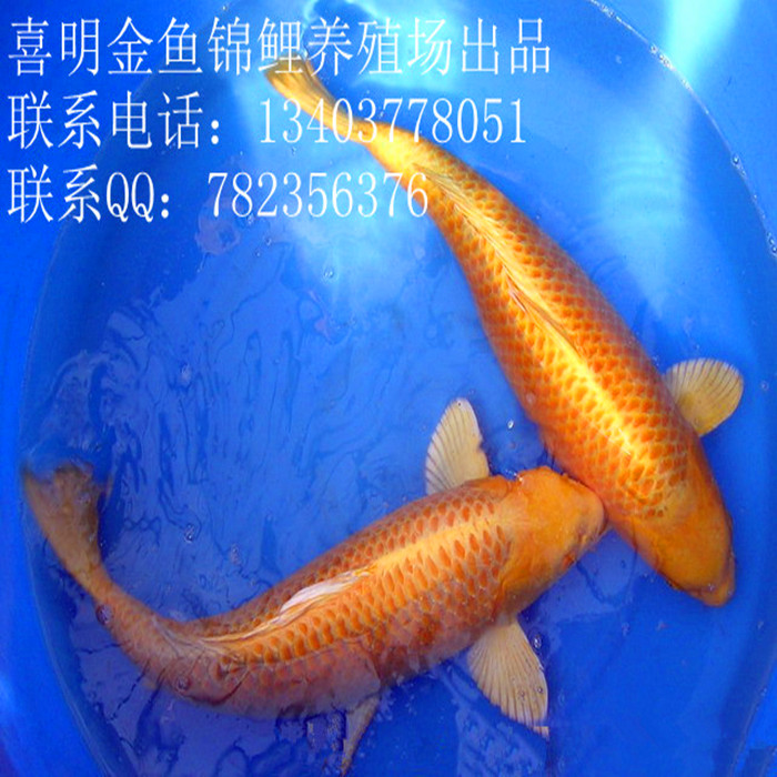 黄金锦鲤/黄金日本锦鲤鱼批发|黄金锦鲤鱼价格 