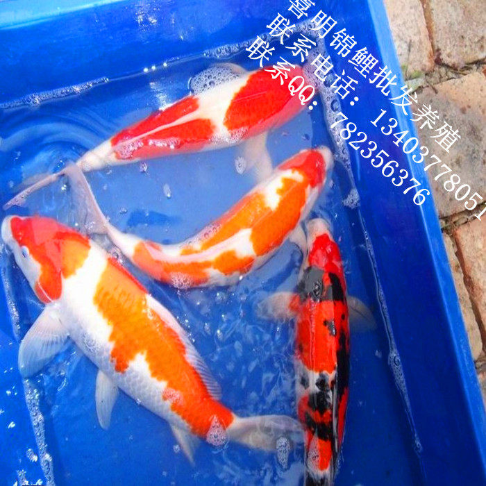 河南锦鲤|河南锦鲤价格|河南锦鲤养殖 