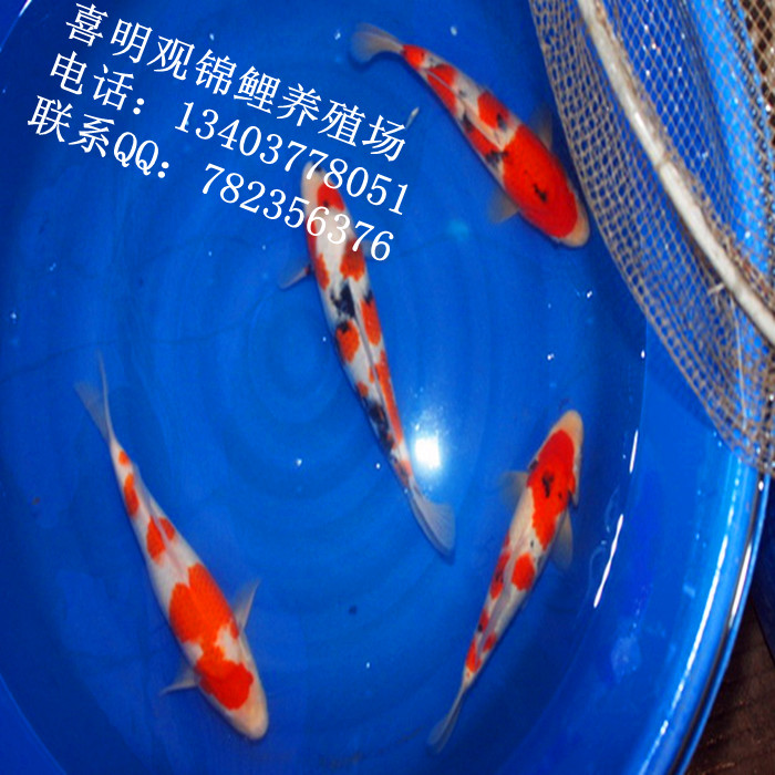 红白锦鲤/红白锦鲤批发/红白锦鲤价格 