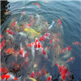 锦鲤养殖场锦鲤 