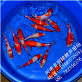 锦鲤成鱼 成品日本锦鲤 