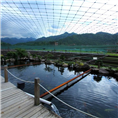 北京锦鲤养殖场锦鲤批发市场 