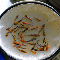 小规格锦鲤鱼苗价钱多少钱一条 