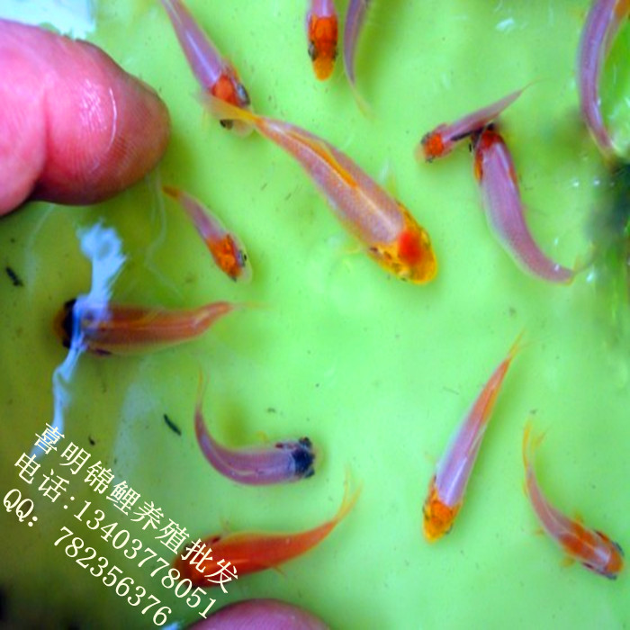 春季锦鲤水花苗批发预订 