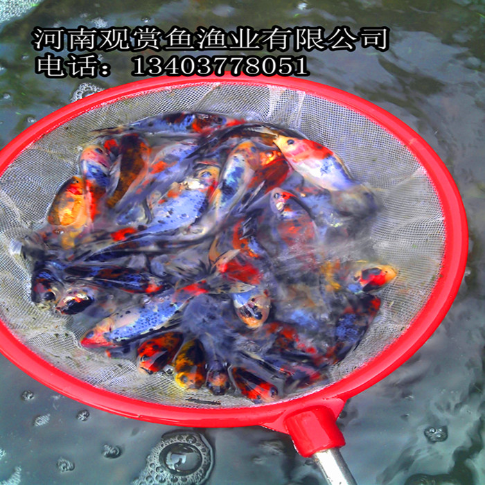 红白花锦鲤 红白花草金按斤批发 