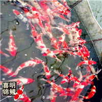 屋顶花园水池锦鲤放多少合适,如何考虑承重 