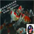 锦鲤养殖技术/锦鲤图片/怎样养锦鲤价格 