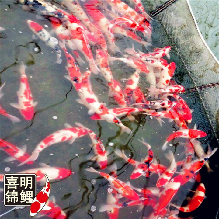 屋顶花园水池锦鲤放多少合适,如何考虑承重 