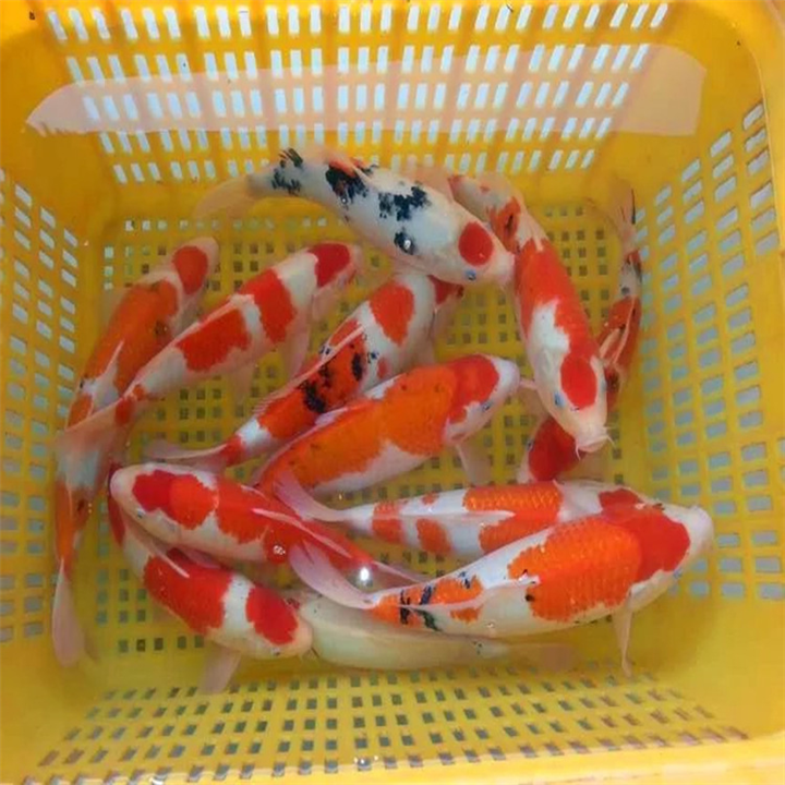 纯种红白,大正,昭和,黄金日本锦鲤鱼 