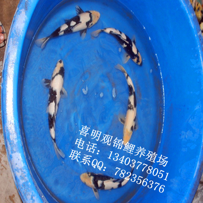白写锦鲤鱼苗|河南白写锦鲤|西安锦鲤 