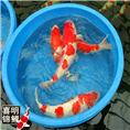 大规格纯种日本锦鲤 