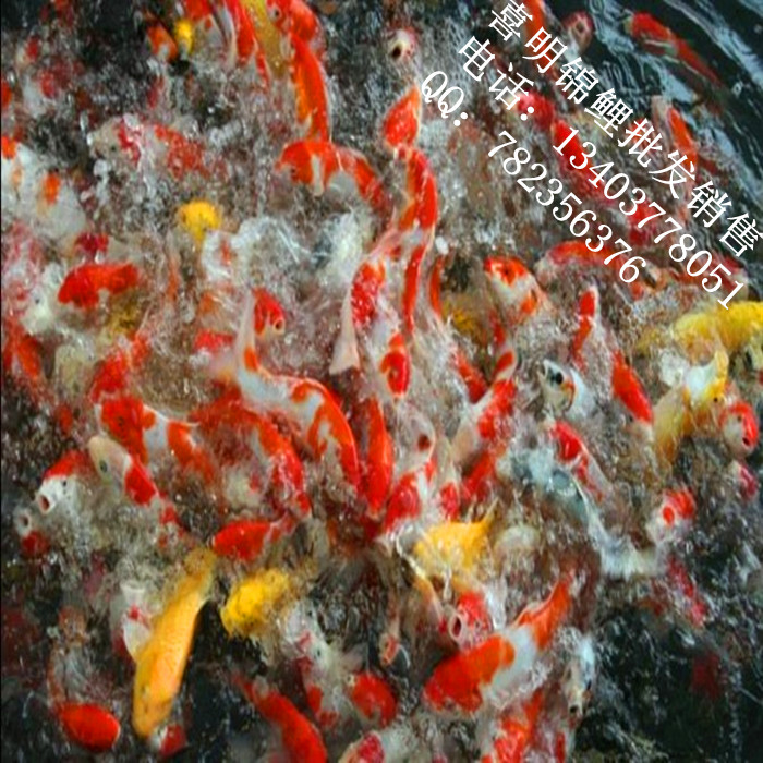 商品锦鲤|商品锦鲤批发价格|锦鲤批发 