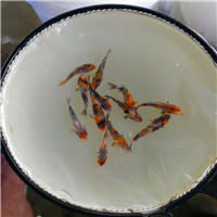 一选昭和锦鲤鱼苗 