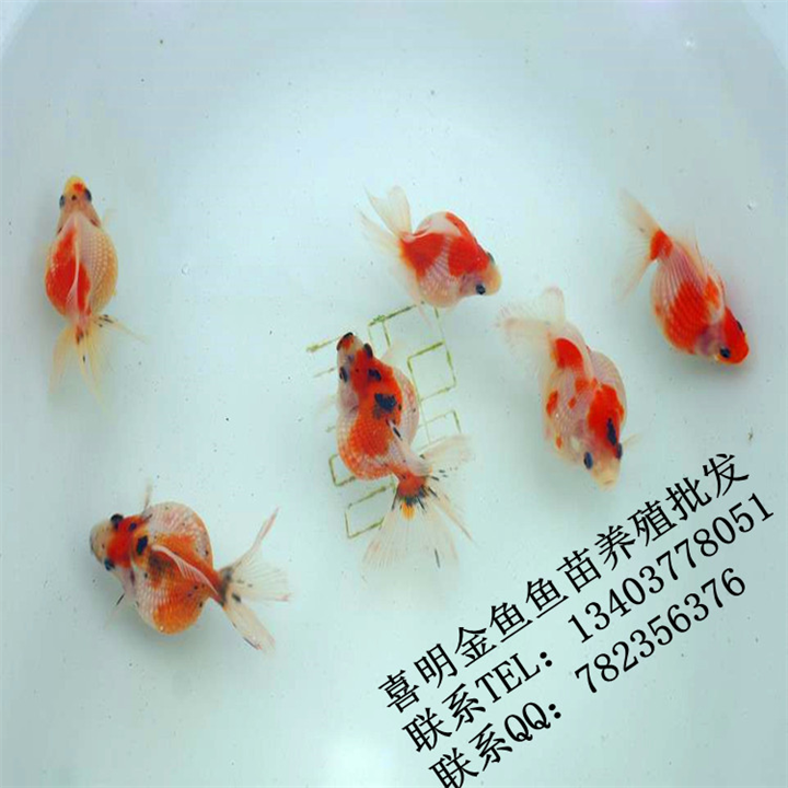 南阳金鱼/南阳金鱼批发/南阳金鱼价格 