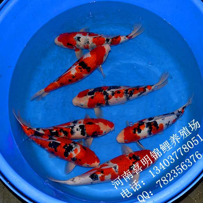 南锦鲤|河南锦鲤养殖|河南锦鲤价格 - |河南锦鲤、河南锦鲤养殖 