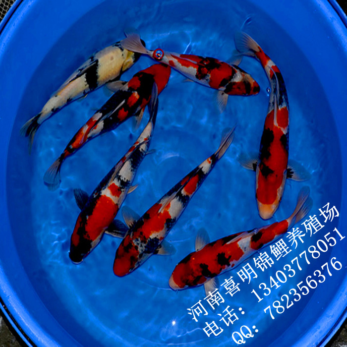 昭和三色锦鲤 昭和三色锦鲤批发 昭和三色锦鲤价格 