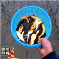 小黑黄锦鲤大量批发 