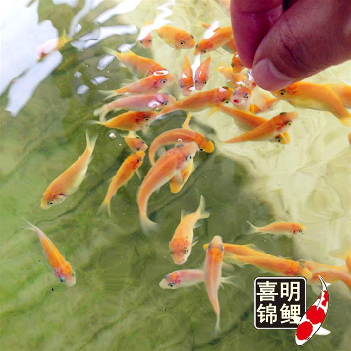 锦鲤水花鱼苗批发_广东喜明锦鲤鱼苗 