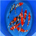 观赏鱼锦鲤批发 