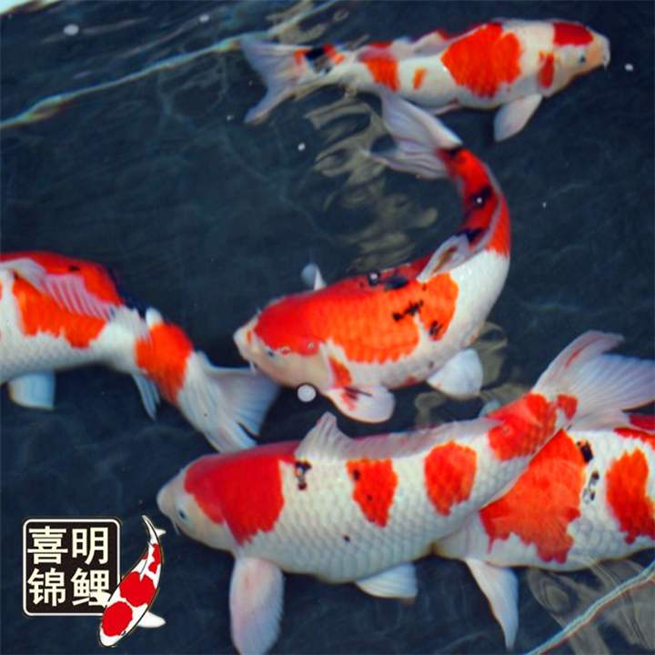 红草金鱼红鲫鱼大量批发供应 