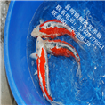 乌鲤、黄鲤、茶鲤、绿鲤养殖 