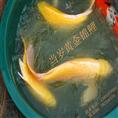 魅力黄金锦鲤鱼 