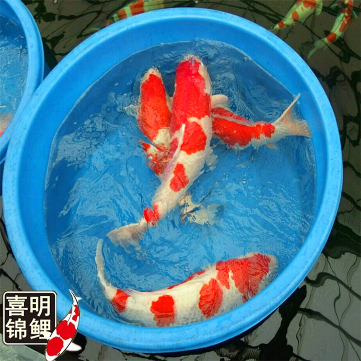 大规格纯种日本锦鲤 