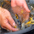 锦鲤水花 锦鲤水花批发 