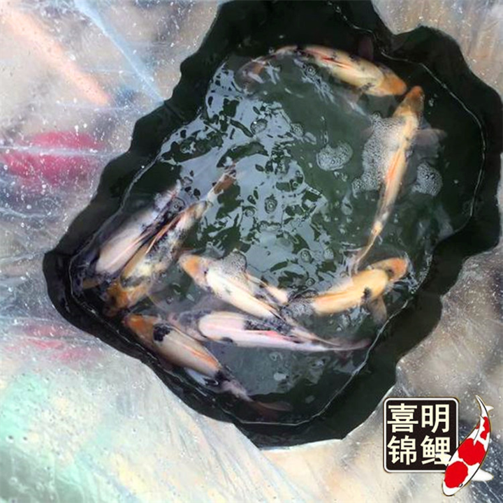 白写- 写鲤  高档白写锦鲤鱼 