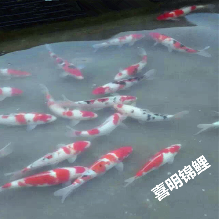 河南**锦鲤养殖场批发零售各种日本锦鲤 