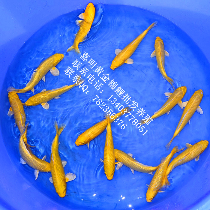 黄金龙凤锦鲤/黄金龙凤锦鲤批发/黄金龙凤锦鲤价格 