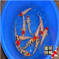 丹顶三色锦鲤 丹顶三色锦鲤批发200元/尾 