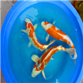 孔雀锦鲤 纯种孔雀锦鲤批发 